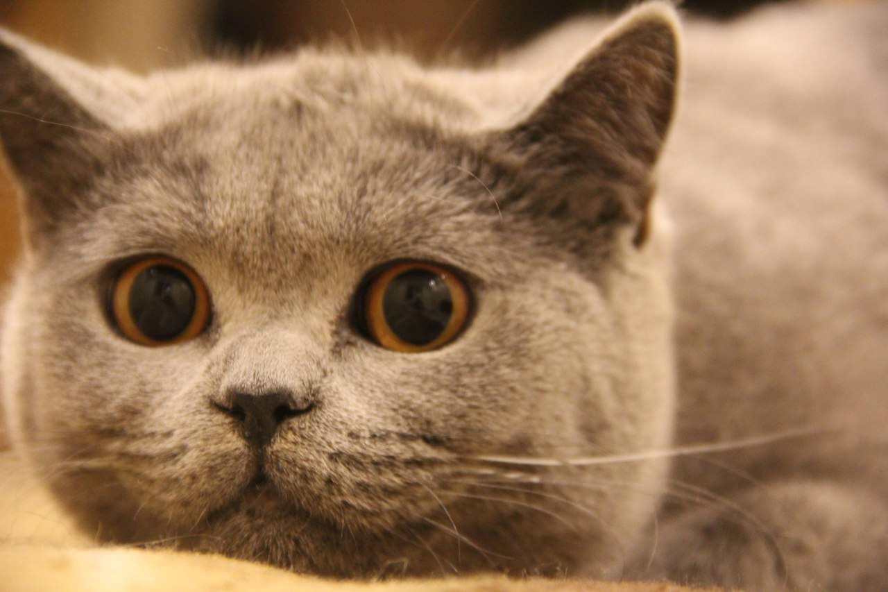 Бусинка, британская кошка возраст 9 месяцев